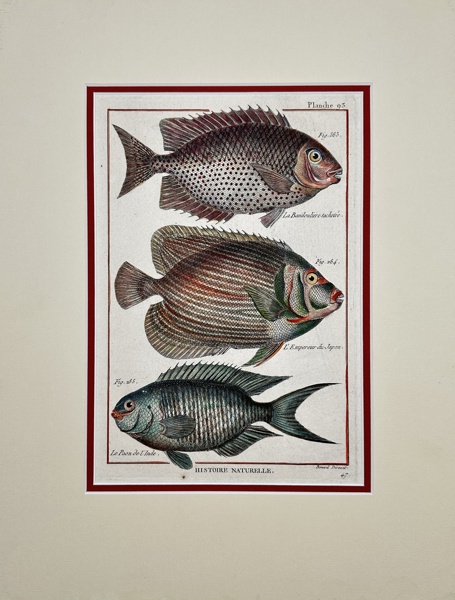 Pierre Joseph Bonnaterre & Robert Benard - Original 18th Century Hand Coloured Fish Engraving