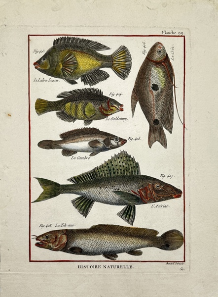 Pierre Joseph Bonnaterre & Robert Benard - Hand-coloured Fish Print - Wrasse, Ruffe, etc.