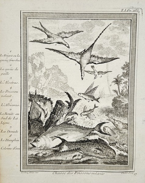Antoine-François Prévost d'Exiles (1697–1763) – Hunting Flying Fish – Engraving (1746–1759)