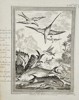 Antoine-François Prévost d'Exiles (1697–1763) – Hunting Flying Fish – Engraving (1746–1759)