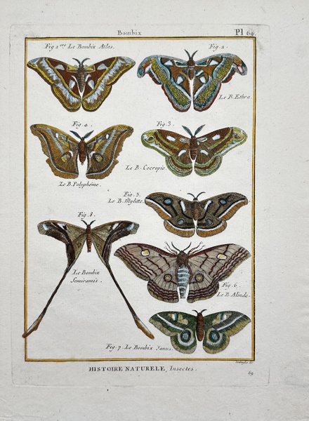 Guillaume-Antoine Olivier - Robert Benard - Hand-coloured Engraving - Butterflies - Bombix