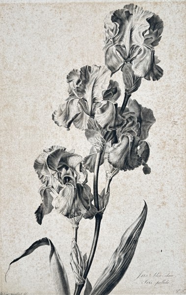 Pierre François Legrand (1743–1824) – Iris bleu clair; Iris pallida – Stipple engraving with hand coloring (18th Century)