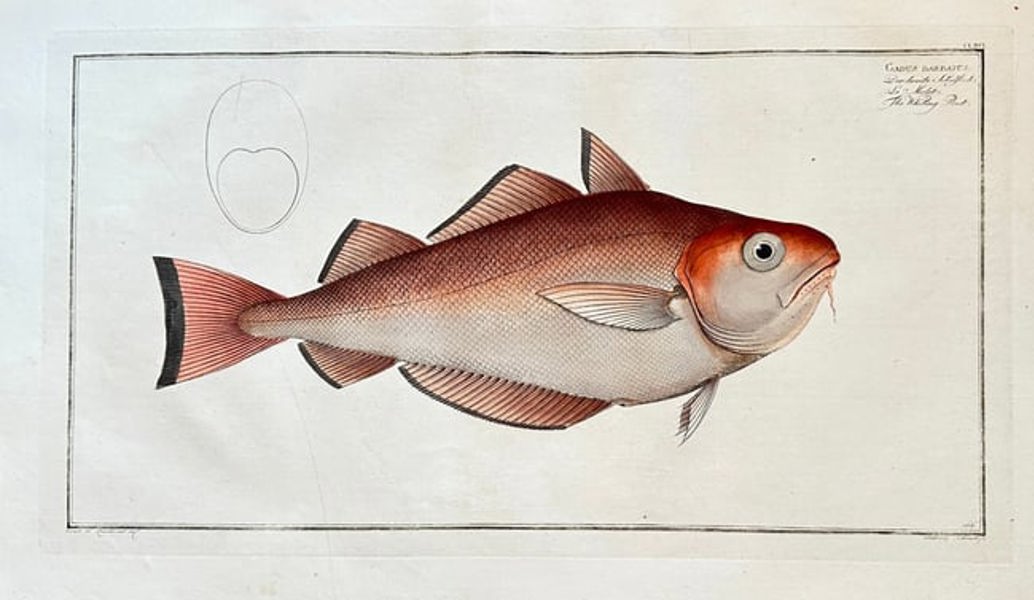 Marcus Elieser Bloch (1723–1799) – The Whiting Pout (Gadus barbatus)