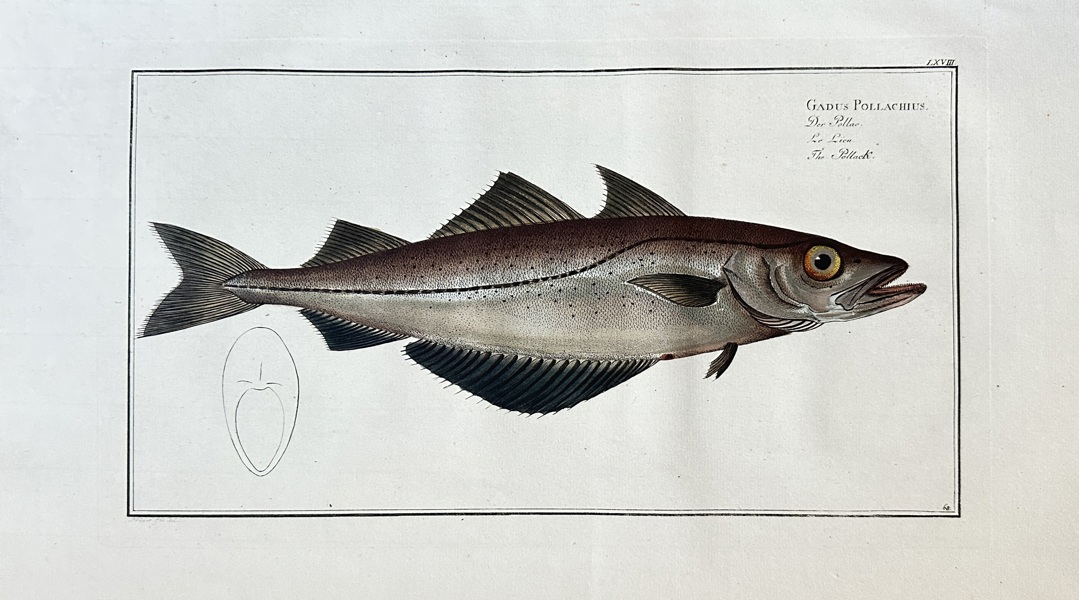 Marcus Elieser Bloch (1723–1799) – The Pollock – Engraving, Hand-coloured (c. 1785)