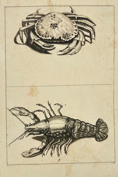 Frederick de Wit (1629–1706) – Studies of Crab and Lobster – Copperplate Engraving