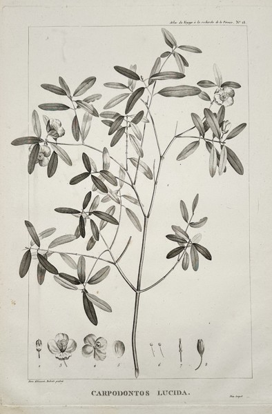 Pierre-Joseph Redouté (1759–1840) – Carpodontos Lucida (Eucryphia lucida)