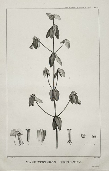 Pierre-Joseph Redouté (1759–1840) – Mazeutoxeron Reflexum – Engraving (1807)