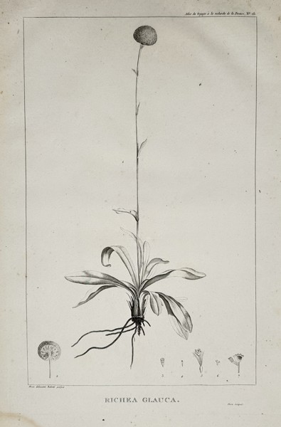Pierre-Joseph Redouté (1759–1840) – Richea Glauca (Dracophyllum milliganii) – Engraving (1807)