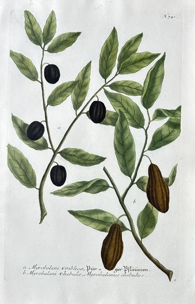 Johann Wilhelm Weinmann (1683-1741) – Myrobalan and Plum Species – Hand-coloured engraving (circa 1737-1745)