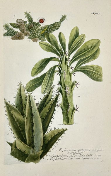 Johann Wilhelm Weinmann (1683–1741) – Botanical Study of Euphorbia Varieties – Hand-Coloured Mezzotint and Line Engraving – c.1730s