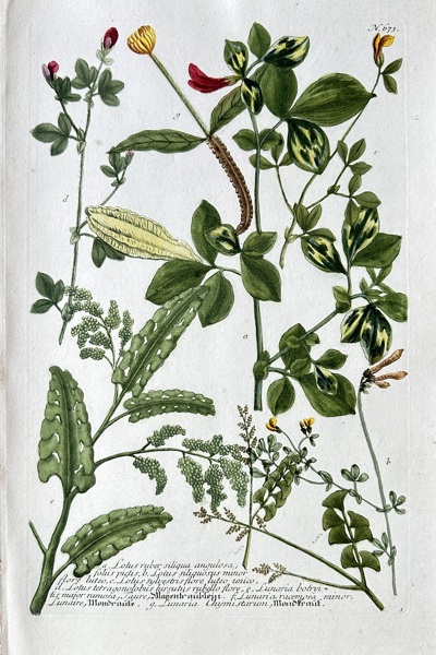 Johann Wilhelm Weinmann (1683-1741)  – Botanical Subjects (Hand-coloured engraving) (circa 1737-1745)