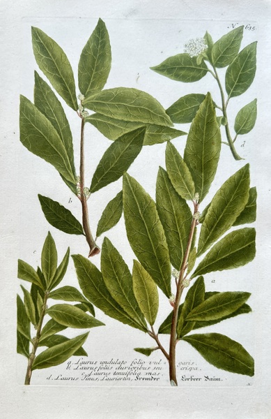 Johann Wilhelm Weinmann (1683–1741) – Various Bay Laurel Species – Hand-coloured engraving (Circa 1740)