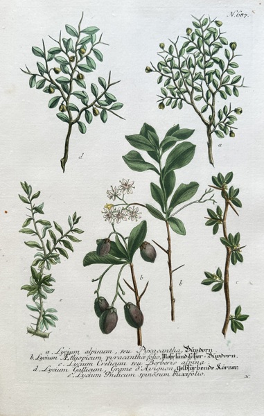 Johann Wilhelm Weinmann (1683–1741) – Various Lycium Species – Hand-coloured engraving (Circa 1740)