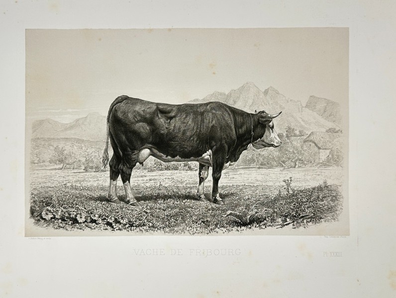 Emile Baudement – Vache de Fribourg – Lithograph - (Mid-19th Century)