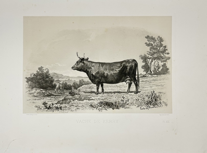Émile Baudement (1819–1886) – Vache de Kerry – Les Races bovines au Concours universel agricole de Paris en 1856 – Heliogravure with Engraving and Lithography (1861–62)