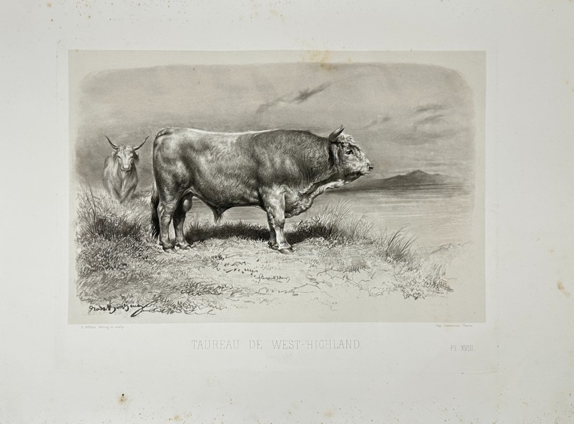 Émile Baudement – Taureau de West-Highland – Heliogravure Print Finished