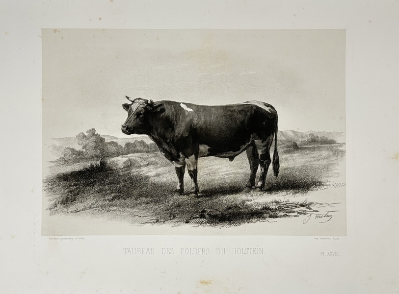 Émile Baudement (1819–1886) – Bull from the Polders of Holstein – Heliogravure Print Finished with Engraving and Lithography (1861–1862)