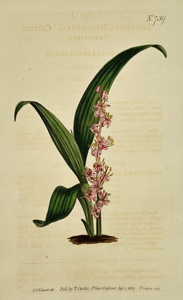 Sydenham Edwards (1768–1819) – Sessile-flowered Sanseviera – Engraving (1804)