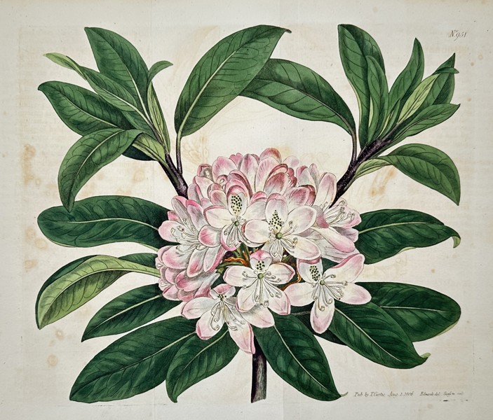 Sydenham Edwards (1768–1819) – Maximum Rhododendron – Engraving (1806)