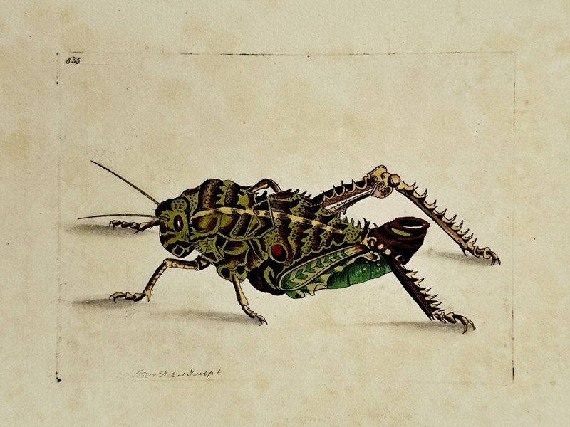 Frederick Nodder (active 1770–1800) – Great Locust – Engraving (1806)