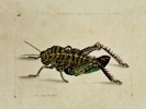 Frederick Nodder (active 1770–1800) – Great Locust – Engraving (1806)