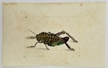 Frederick Nodder (active 1770–1800) – Great Locust – Engraving (1806)