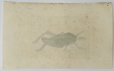 Frederick Nodder (active 1770–1800) – Great Locust – Engraving (1806)