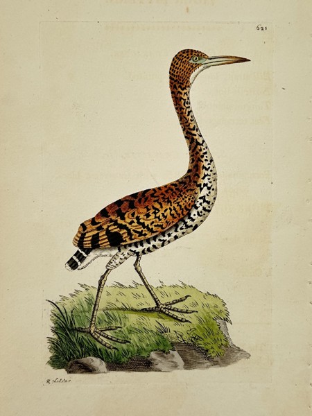 Frederick Nodder (active 1770–1800) – Tiger Bittern – Engraving (1806)
