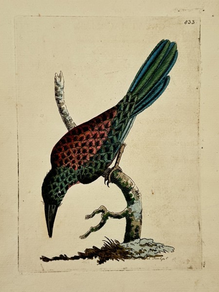Frederick Nodder (active 1770–1800) – Paradise Bird – Engraving (1806)
