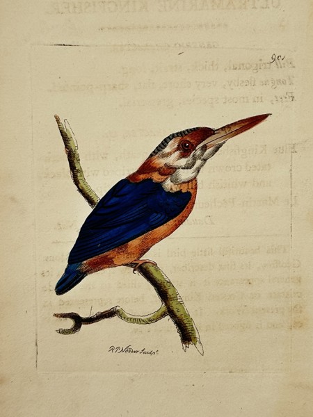 Frederick Nodder (active 1770–1800) – Ultramarine Kingfisher – Engraving (1806)