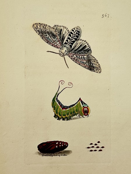 Frederick Nodder (active 1770–1800) – Puss Moth Metamorphosis – Engraving (1806)