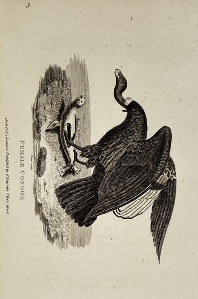 George Shaw (1751–1813) – Female Condor – Engraving (1808)