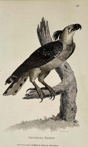 George Shaw (1751–1813) – Imperial Eagle – Engraving (1808)