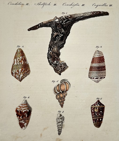 Friedrich Justin Bertuch (1747–1822) – Various Shellfish – Illustration (1792)