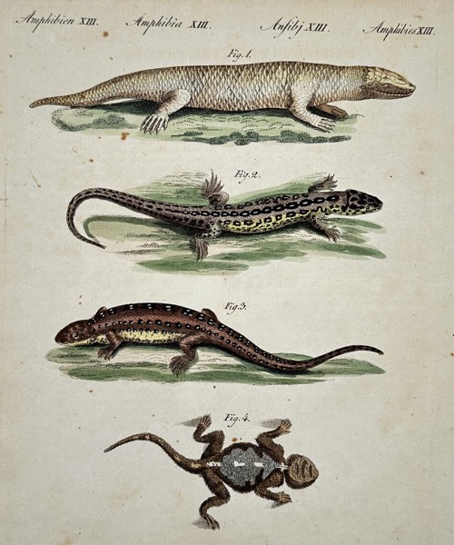 Friedrich Justin Bertuch (1747–1822) – Various Amphibians – Illustration (1792)