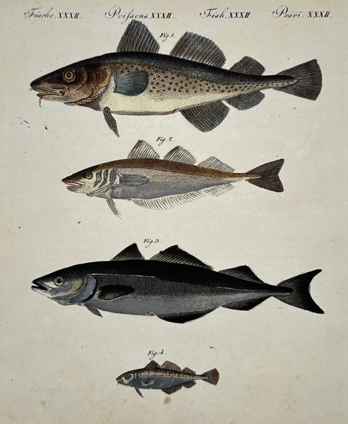 Friedrich Justin Bertuch (1747–1822) – Various Fish Species – Illustration (1792)