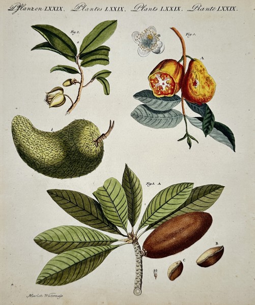 Friedrich Justin Bertuch (1747–1822) – Exotic Fruits – Illustration (1792)