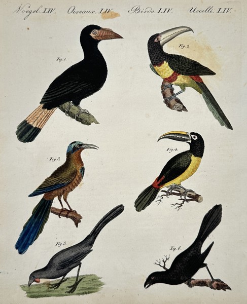 Friedrich Justin Bertuch (1747–1822) – Various Exotic Birds – Illustration (1792)