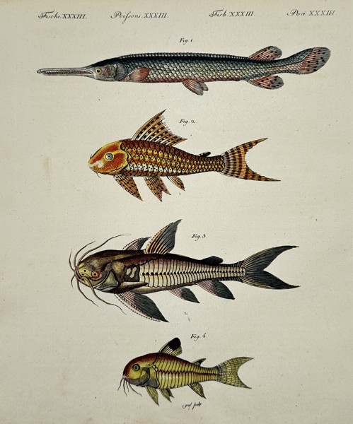 Friedrich Justin Bertuch (1747–1822) – Various Fish Species – Illustration (1792)