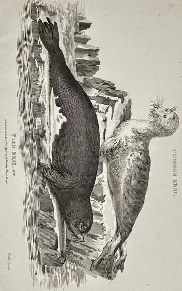 George Shaw (1751–1813) – Common Seal and Pied Seal – Engraving (1802)