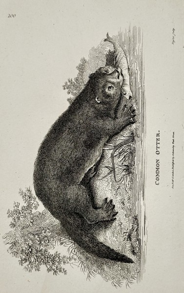 George Shaw (1751–1813) – Common Otter – Engraving (1800)
