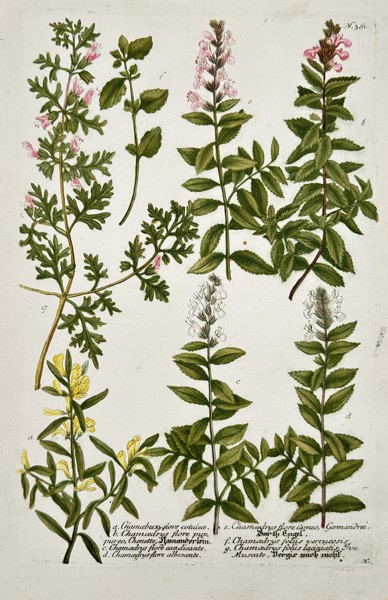 Johann Wilhelm Weinmann (1683–1741) – Wall Germander and Related Species – Hand Colored Engraving (1742)