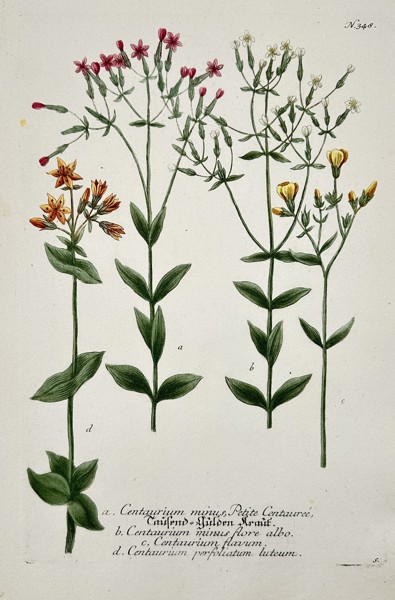 Johann Wilhelm Weinmann (1683–1741) – Common Centaury and Yellow Centaury – Hand Colored Engraving (1742)