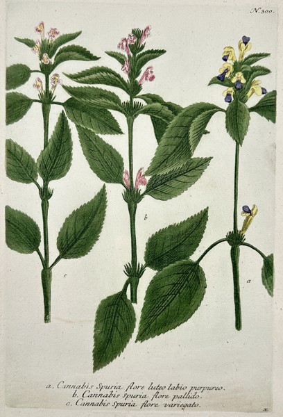 Johann Wilhelm Weinmann (1683–1741) – Spurious Hemp and Dead-nettle – Hand Colored Engraving (1742)