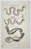 Jan Jonston (1603–1675) – Study of Mythological Serpents and Hydras – Engraving (1657)