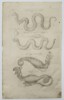 Jan Jonston (1603–1675) – Study of Mythological Serpents and Hydras – Engraving (1657)