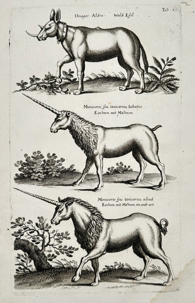 Jan Jonston (1603–1675) – Study of an Onager and Unicorns – Engraving (1657)