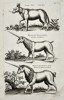 Jan Jonston (1603–1675) – Study of an Onager and Unicorns – Engraving (1657)