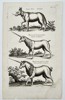 Jan Jonston (1603–1675) – Study of an Onager and Unicorns – Engraving (1657)