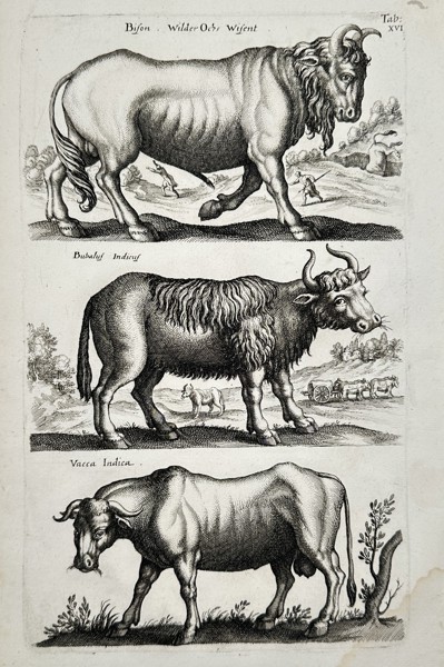 Jan Jonston (1603–1675) – Study of a Bison and Indian Cattle – Engraving (1657)